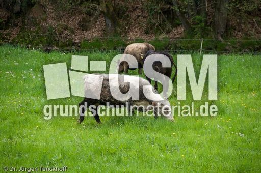 Hausrind (71 von 174).jpg